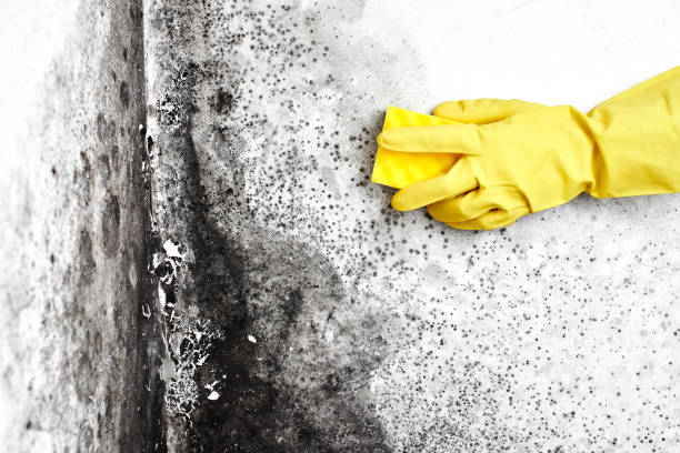Best Attic Mold Remediation in Arlington, OH