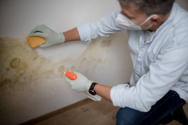 Trusted Arlington, OH Mold Remediation Experts