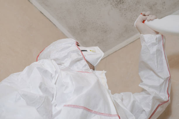 Best HVAC Mold Remediation in Arlington, OH