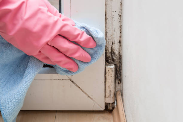 Best Health and Safety Mold Remediation in Arlington, OH